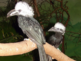 Белохохлый калао