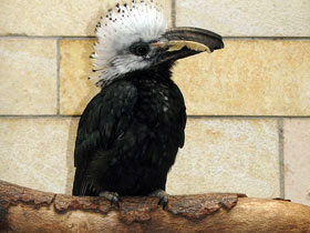 Фото Птицы-носороги: добровольно замурованные