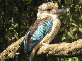 Синекрылая кукабара