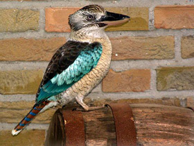 Синекрылая кукабара