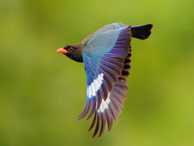 Восточный широкорот