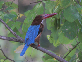 Смотреть фото Красноклювая альциона Фото Красноклювая альциона