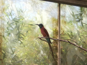 Смотреть фото Золотистая щурка Фото Золотистая щурка