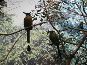 Фото Синешапочный момот