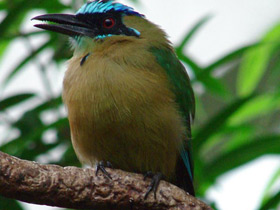 Фото Синешапочный момот