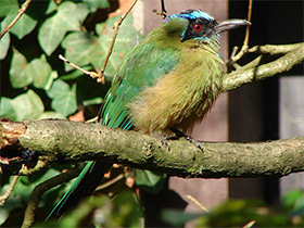 Фото Синешапочный момот