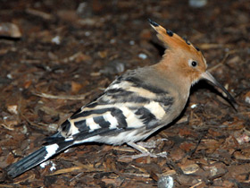 Смотреть фото Удод Фото Удод