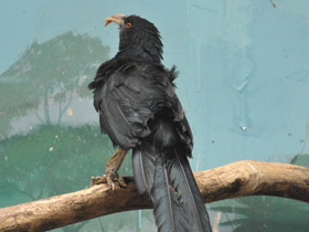 Смотреть фото Большая шпорцевая кукушка Фото Большая шпорцевая кукушка