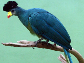 Смотреть фото Большой голубой турако Фото Большой голубой турако