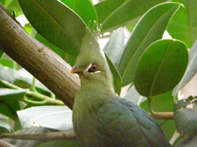 Турако Ливингстона