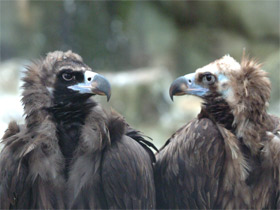 Смотреть фото Черный гриф Фото Черный гриф