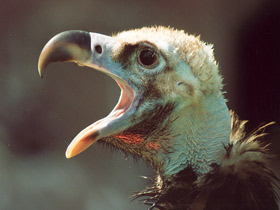 Черный гриф