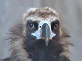 Черный гриф