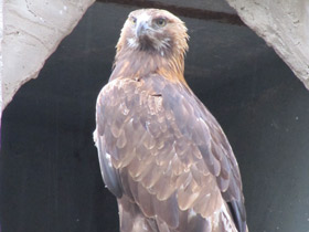 Фото Беркут