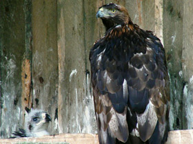 Фото Беркут