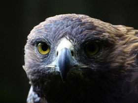 Фото Беркут