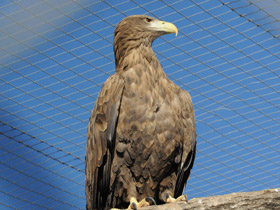 Фото Беркут