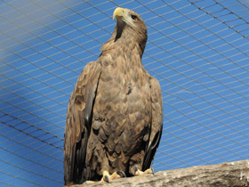 Фото Беркут