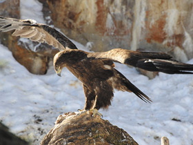 Смотреть фото Каменный орел Фото Каменный орел