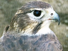 Смотреть фото Мексиканский сокол Фото Мексиканский сокол