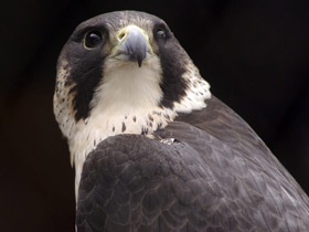 Смотреть фото Сапсан Фото Сапсан