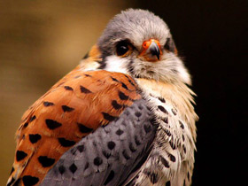 Американская пустельга