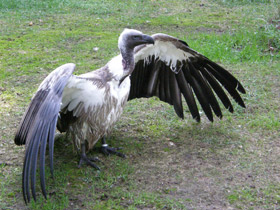 Африканский гриф