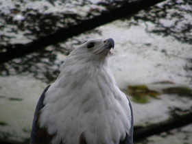 Фото Орлан-крикун