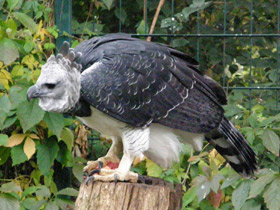 Смотреть фото Южноамериканская гарпия Фото Южноамериканская гарпия