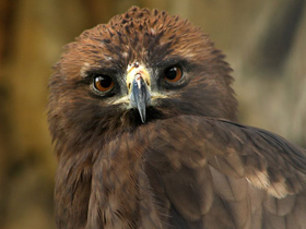 Смотреть фото Орёл-карлик Фото Орёл-карлик