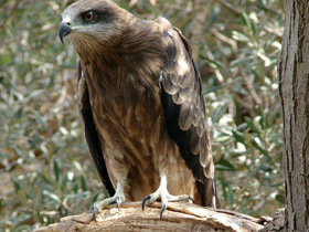Фото Жестокость в мире животных