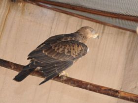 Смотреть фото Осоед Фото Осоед