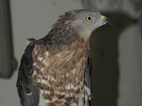 Смотреть фото Осоед Фото Осоед