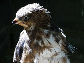 Смотреть фото Осоед Фото Осоед