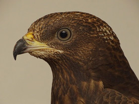 Смотреть фото Осоед Фото Осоед