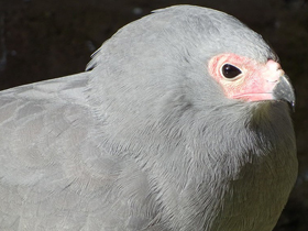 Фото Африканский лунёвый ястреб