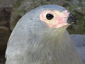Фото Африканский лунёвый ястреб