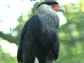 Обыкновенная каракара