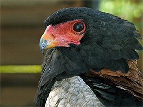 Смотреть фото Орёл-скоморох Фото Орёл-скоморох