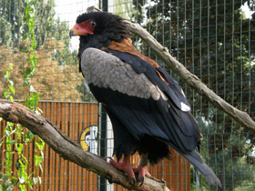 Смотреть фото Орёл-скоморох Фото Орёл-скоморох