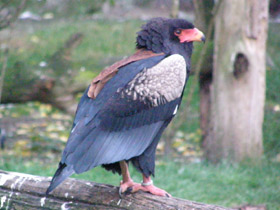 Смотреть фото Орёл-скоморох Фото Орёл-скоморох