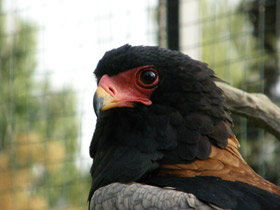 Смотреть фото Орёл-скоморох Фото Орёл-скоморох