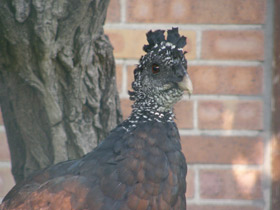 Фото Большой кракс