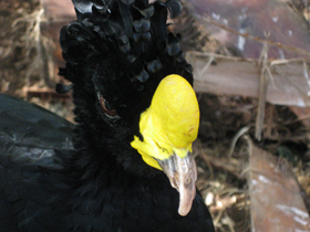 Большой кракс