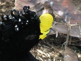 Фото Большой кракс