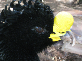 Фото Большой кракс