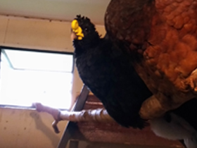 Фото Большой кракс