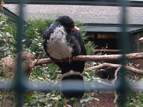 Смотреть фото Рогатый гуан Фото Рогатый гуан