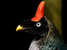 Рогатый гуан