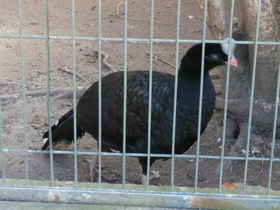 Смотреть фото Шлемоносный кракс Фото Шлемоносный кракс